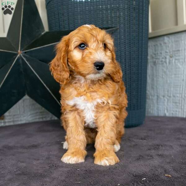 Daxton, Mini Goldendoodle Puppy